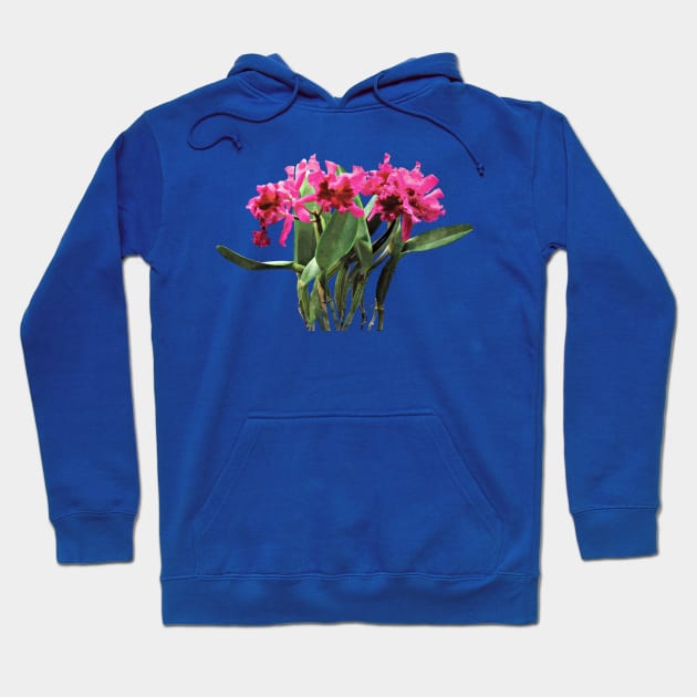 Orchid Chorus Line Hoodie by SusanSavad